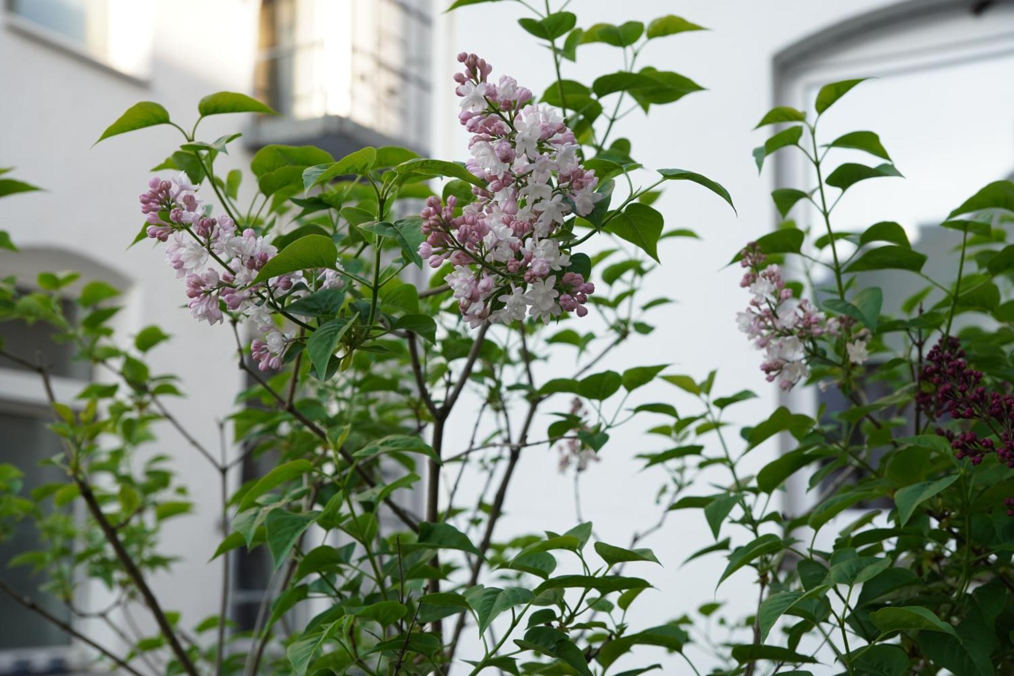 Bright, Spacious Apartment With A Lovely Terrace In The Heart Of Aachen Eksteriør billede